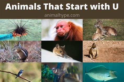 44 Animals That Start With U Facts And Pictures Animal Hype