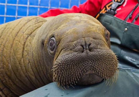 Baby Walrus So Fraking Adorable Baby Walrus Alaska Sealife Center