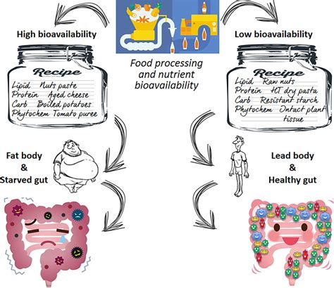 Food Design To Feed The Human Gut Microbiota Journal Of Agricultural