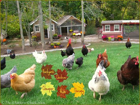 A guide to backyard chickens: Tips for Selecting Chicken Breeds-The Breed I Need! | The ...
