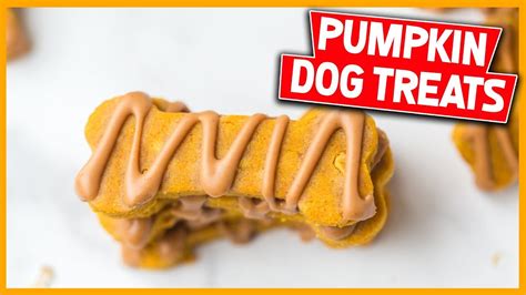 Homemade Pumpkin Dog Treats Youtube