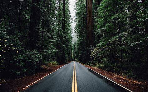 Hd Wallpaper Black Asphalt Road View From Above Trees Winding Road