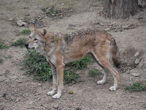 Canis Lupus Chanco Mongolian Grey Wolf In Changchun Zoological And