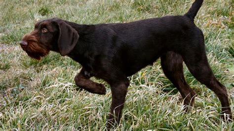 Pudelpointer Puppies For Sale Uk