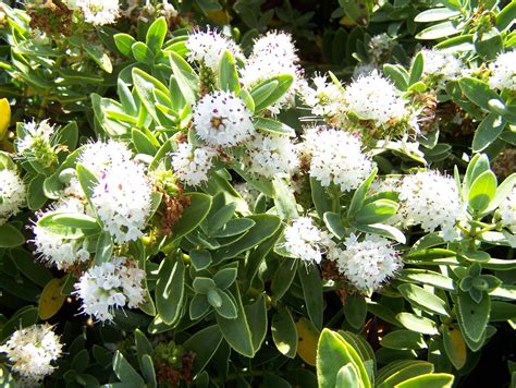 Hebe Albicans A Small 1m Evergreen Shrub With White Flowers In Summer