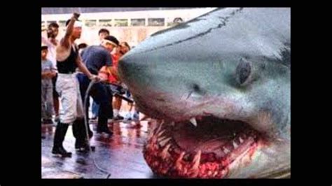 The Worlds Largest Shark Ever Caught The Megalodon On Video Youtube