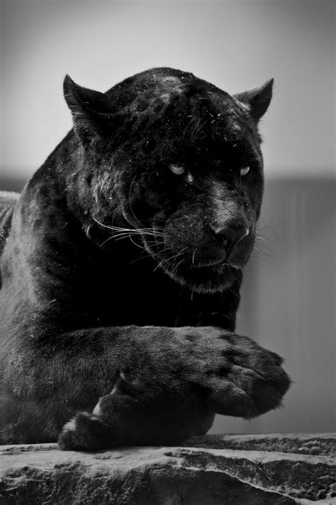 Animal Black Panther Iphone Wallpaper