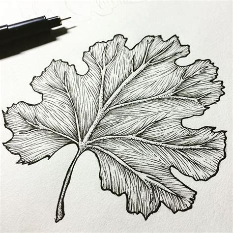 45 Best Images About Leaf Skeleton On Pinterest Leaf