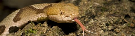 Snakes Of The Florida Panhandle Southern Copperhead Ufifas