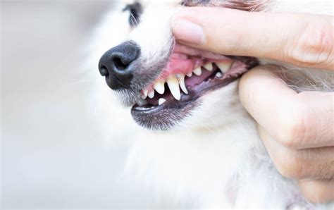 What Is A Dog Abscess Tooth In Boxborough Ma And How Can I Help My Pet