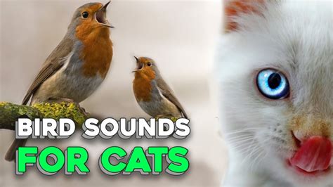 Calming Bird Sounds For Cats