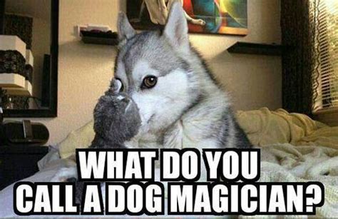 Link requests should be done in the forum. What Do You Call A Dog Magician? - Barnorama