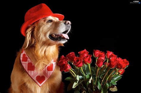 Valentines Day Dog Wallpapers Wallpaper Cave