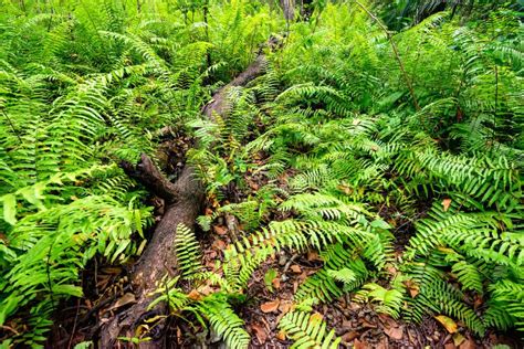 Scenic View Of Rainforest With Ferns Stock Image Image Of Color
