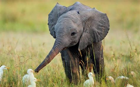 Baby Elephant Playing In Wild Wallpaper Wallpapersxplore