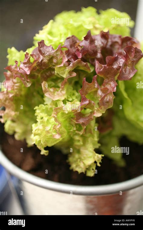Growing Lettuce In Pots Stock Photo Alamy