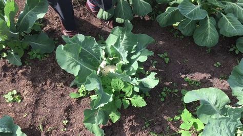 Minute Gardening How To Blanch Cauliflower Youtube