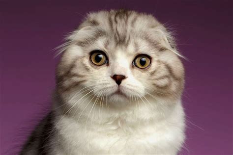5 Things To Know About Scottish Folds