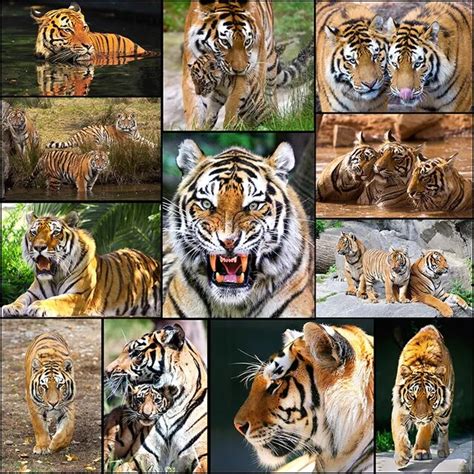 Free Shipping Tiger Collage Canvas Prints Modern Oil Painting Picture