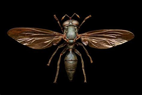 These Photos Of Insects Look Like Alien Robots Boing Boing