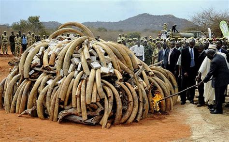 Usaid Illegal Ivory Trade Has Now Reached Its Highest Level