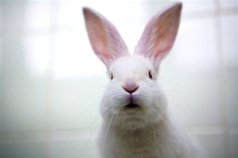 Cutest Easter Bunnies Photos Image 21 Abc News