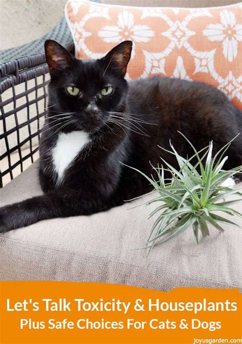 A number of herbs, however, are safe for cats and useful in treating feline ailments holistically. Toxicity and Houseplants: Safe Choices for Cats and Dogs
