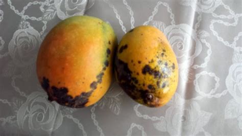 How To Control Black Spot Disease On Mango Tree Mango Fruit Mango