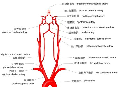 頭臂幹（英語：brachiocephalic trunk），又稱無名動脈（英語：innominate artery）為主動脈弓的第一條分支，主要供應頭部右側、右頸，及右臂的血流。 主動脈弓 鎖骨下動脈 頸總動脈. Images of 鎖骨下動脈 - JapaneseClass.jp