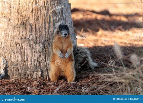 Eastern Fox Squirrel Sciurus Niger R Stock Image Image Of Squirrel