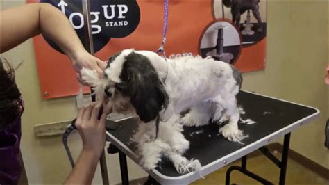 Grooming A Matted Dog Live Youtube