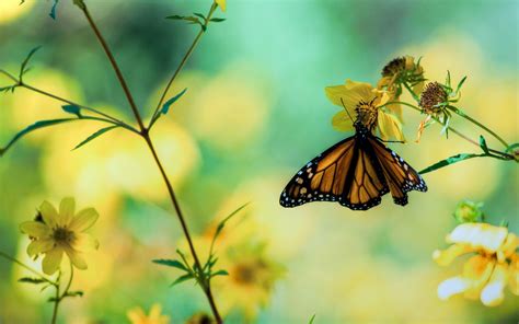 Find butterfly pictures and butterfly photos on desktop nexus. Butterfly Wallpapers HD - Wallpaper Cave