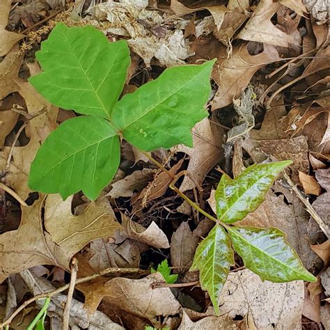 Poison Ivy Leaf Identification