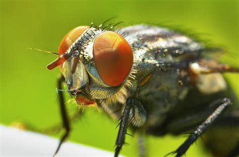 Housefly Macro Super Close Up Showing Great Detail Photograph By James