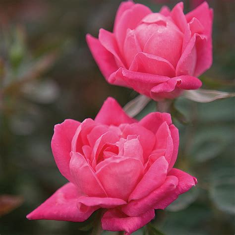 Pink Knock Out Roses For Sale
