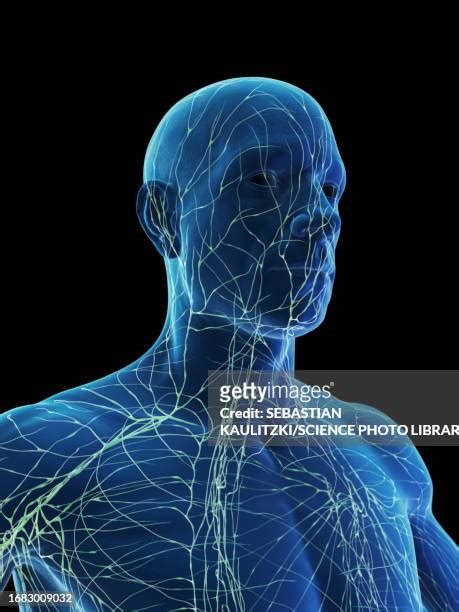 Lymphatic Duct Photos And Premium High Res Pictures Getty Images