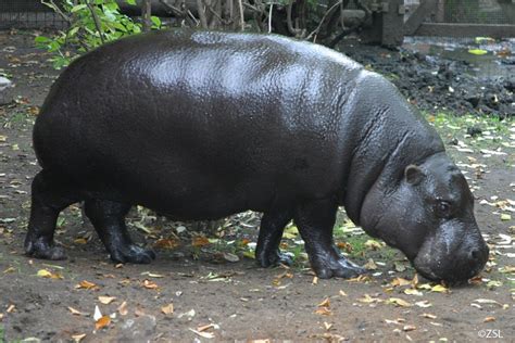 Pygmy Hippopotamus Choeropsis Liberiensis