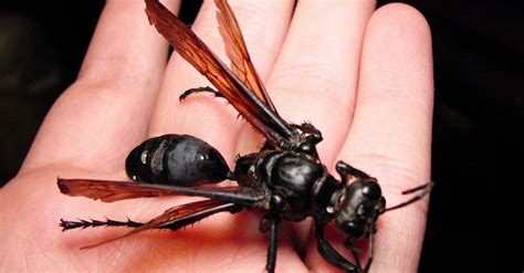 Tarantula Hawk Meet The Bug Whose Sting Is So Bad All You Can Do Is