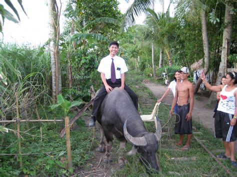 Great video footage that you won't find anywhere else. Randy's Mission to the Philippines: Riding a Caribou? No ...