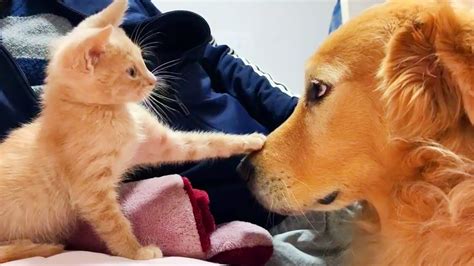 Funny Cats And Dogs Awesome Friendship Theyre Best Friends Youtube