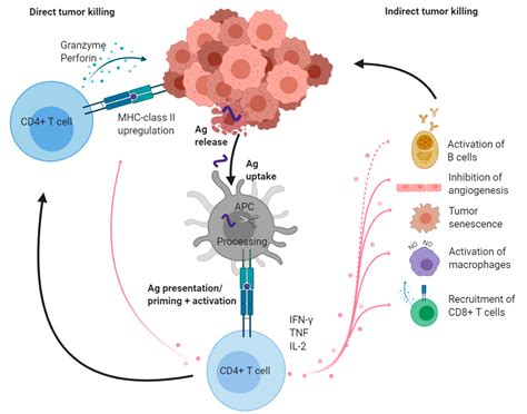 Cancers Free Full Text Cd4 T Cells Multitasking Cells In The Duty