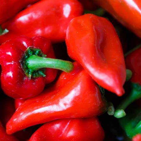 The f, progeny of each selection was morphologieally homogeneous and resistant, under field conditions, to p. Capsicum- Pimento seeds | The Seed Collection