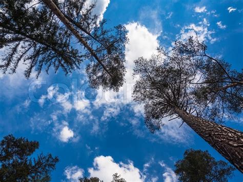 Trees With Clouds In Blue Sky Stock Image Colourbox
