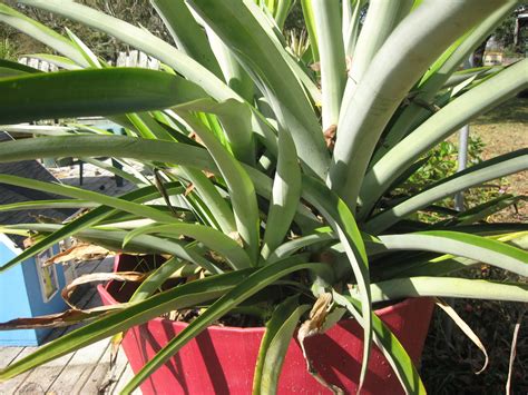 A Home In The Country Rooting Pineapple Tops And Dividing Older Plants