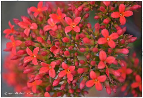 Picture Of Beautiful World Of Tiny Red Flowers