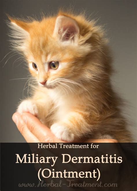 Miliary Dermatitis Ointment For Cats Avnayt And Walthams Holistic