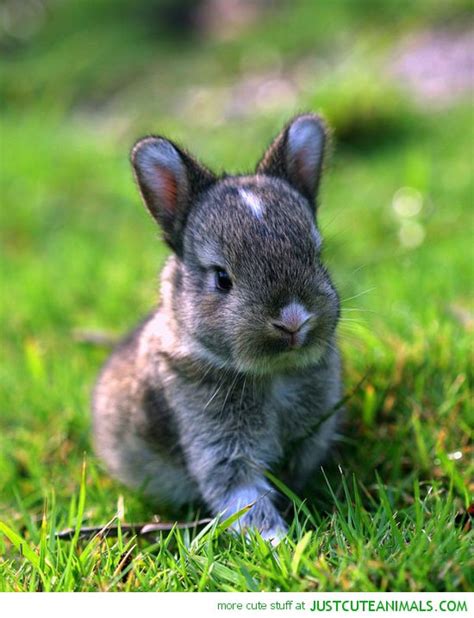 47 Cute Baby Bunnies Wallpaper Wallpapersafari