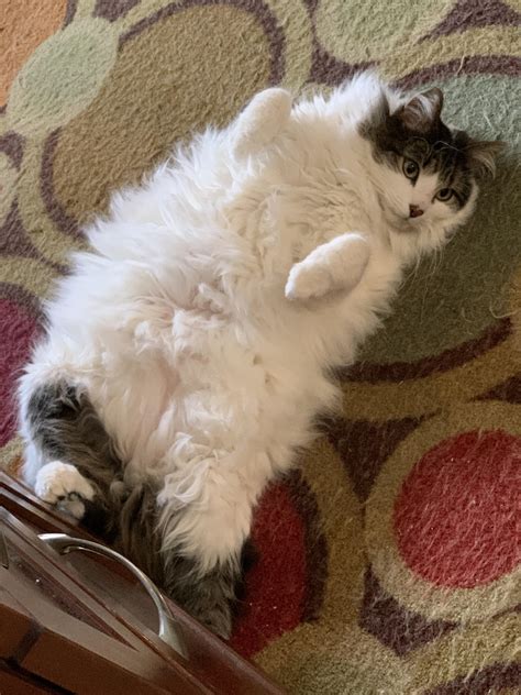 Rate My Heckin Chonker 1 10 Rchonkers