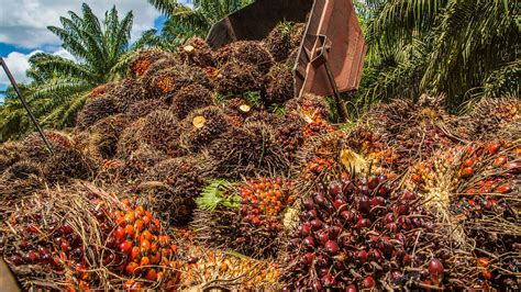 Potensi Limbah Kelapa Sawit Di Indonesia Dan Pemanfaatannya