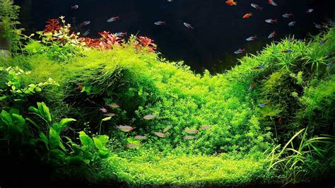 Featured Aquarium Gallon Freshwater Planted Tank Lupon Gov Ph